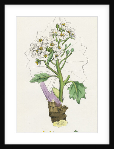 Crambe Maritima Sea Kale by Anonymous