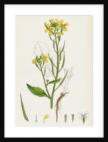 Raphanus Raphanistrum Wild Radish by Anonymous