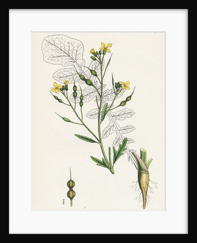 Raphanus Maritimus Sea Radish- by Anonymous