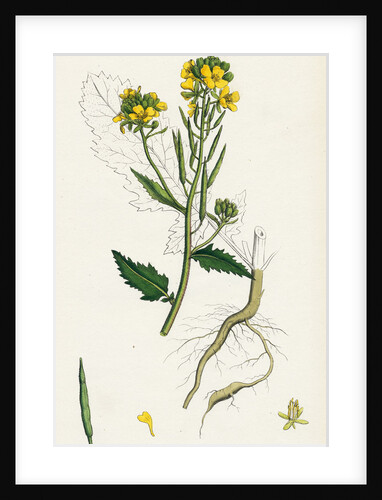 Brassica Sinapistrum Wild Mustard by Anonymous