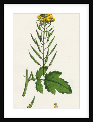Brassica Alba White Mustard by Anonymous