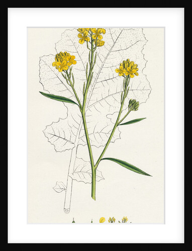 Brassica Nigra Black Mustard by Anonymous
