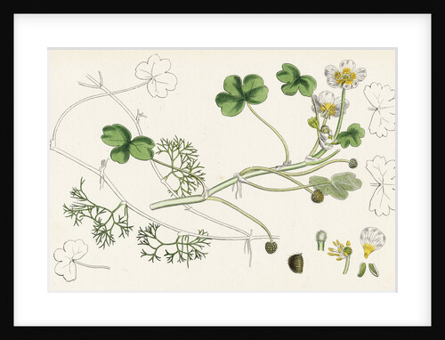 Ranunculus Peltatus Vulgaris Common Water-Crowfoot by Anonymous