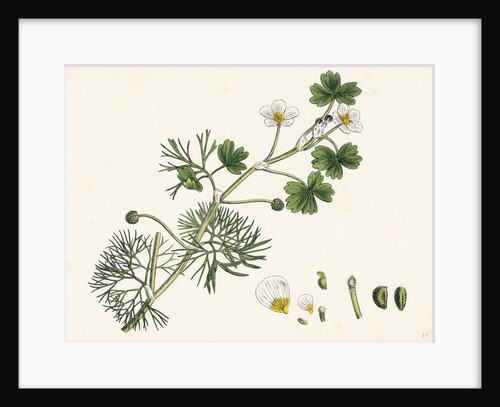 Ranunculus Peltatus Floribundus Common Water-Crowfoot Var. B. by Anonymous