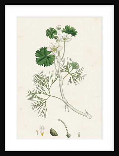 Ranunculus Heterophyllus Various Leaved Water-Crowfoot by Anonymous