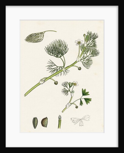 Ranunculus Drouetii Drouet's Water-Crowfoot by Anonymous