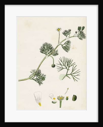 Ranunculus Trichophyllus Hair-Leaved Water-Crowfoot by Anonymous