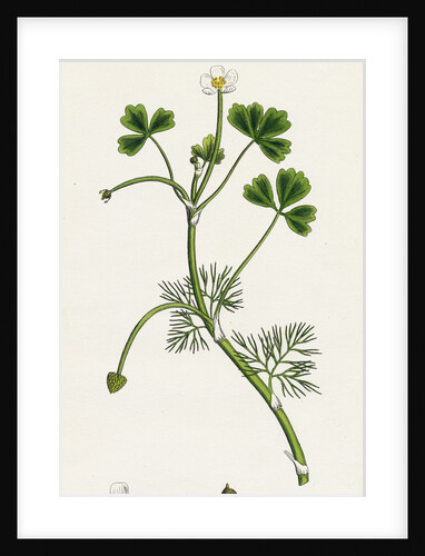 Ranunculus Baudottii Var. B Confusa by Anonymous