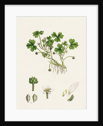 Ranunculus Tripartitus Three-Lobed Water-Crowfoot- by Anonymous