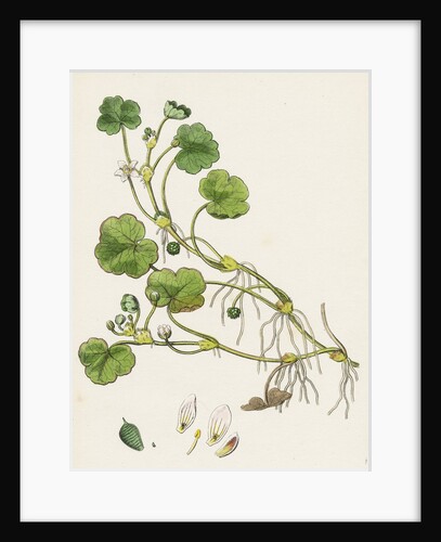 Ranunculus Lenormandi Lenormand's Water-Crowfoot by Anonymous