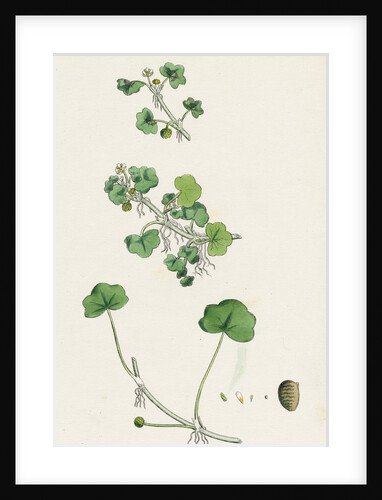 Ranunculus Hederaceus Ivy-Leaved Water-Crowfoot by Anonymous