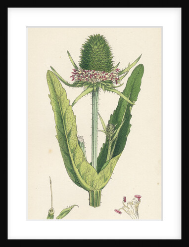 Dipsacus Fullonum Cultivated Teasel by Anonymous