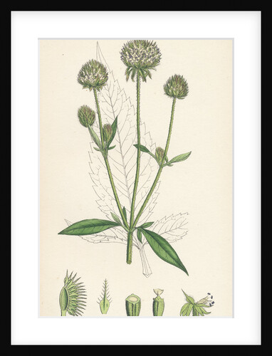 Dipsacus Pilosus Small Teasel by Anonymous