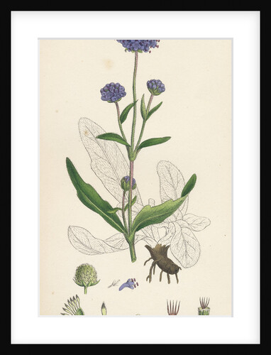 Scabiosa Succisa Devil's-Bit Scabious by Anonymous
