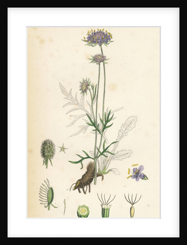 Scabiosa Columbaria Small Scabious by Anonymous