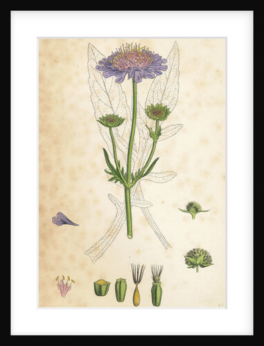Scabiosa Arvensis Field Scabious by Anonymous