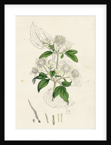 Clematis Vitalba Common Traveller's Joy by Anonymous