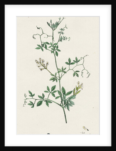 Corydalis Claviculata White Climbing Fumitory by Anonymous