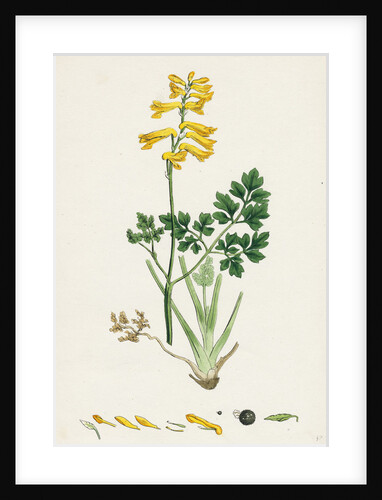 Corydalis Intea Yellow Fumitory by Anonymous