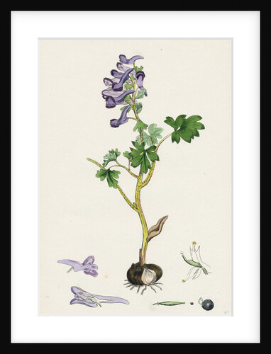 Corydalis Solida Solid Bulbous Fumitory by Anonymous