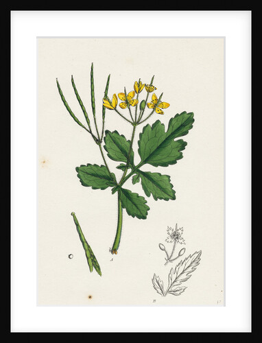 Chelidonium Majus Celandine by Anonymous