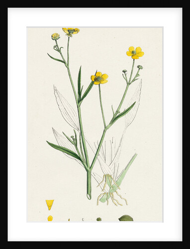 Ranunculus Eu-Flammula Lesser Spearwort by Anonymous