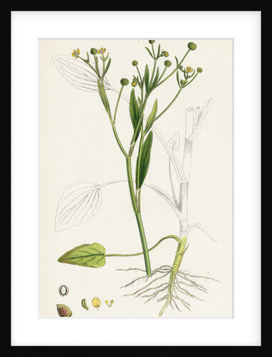 Ranunculus Ophioglossifolius Adder's Tongue-Leaved Crowfoot by Anonymous