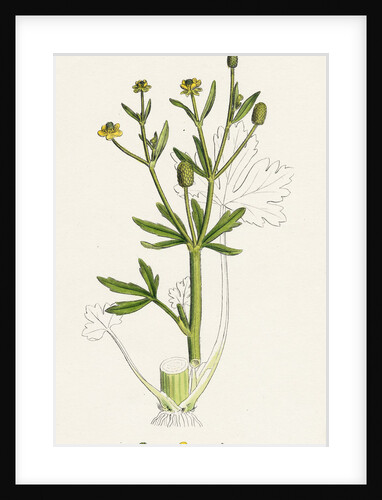 Ranunculus Sceleratus Celery-Leaved Water-Crowfoot by Anonymous