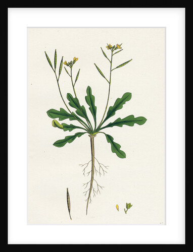 Brassica Viminea Small Sand Rocket by Anonymous