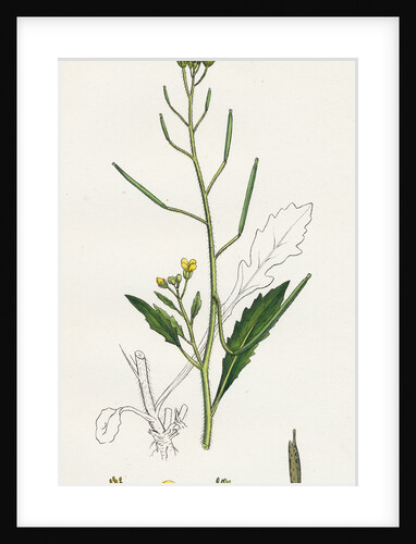 Brassica Muralis Common Sand Rocket by Anonymous