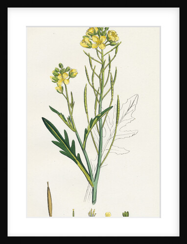 Brassica Tenuifolia Wall Rocket by Anonymous