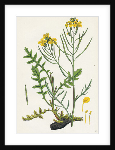 Brassica Cheiranthus Tall Wallflower-Cabbage by Anonymous