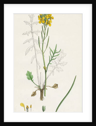 Brassica Eu-Monensis Dwarf Wallflower-Cabbage by Anonymous