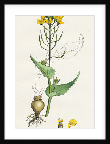 Brassica Rapa Common Turnip by Anonymous