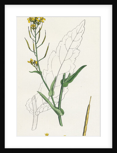 Brassica Napus Rape by Anonymous