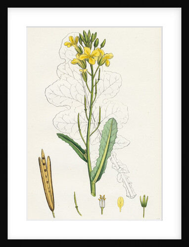 Brassica Oleracea Sea Cabbage by Anonymous