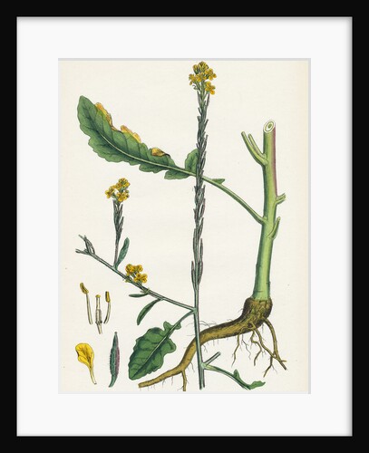 Brassica Adpressa Hoary Mustard by Anonymous