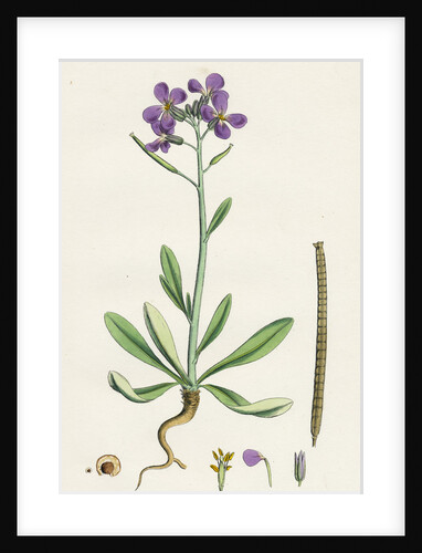 Matthiola Incana Hoary Shrubby Stock by Anonymous