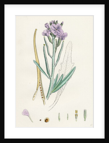 Matthiola Sinuata Sea Stock by Anonymous