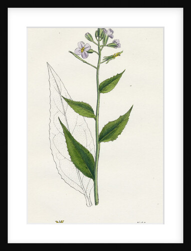 Hesperis Matronalis Dame's Rocket by Anonymous