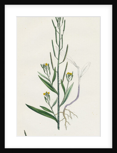 Erysimum Cheiranthoides Treacle Hedge-Mustard by Anonymous
