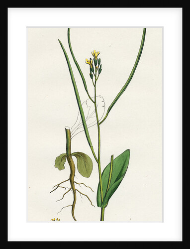 Erysimum Orientale Hare's-Ear Cabbage by Anonymous