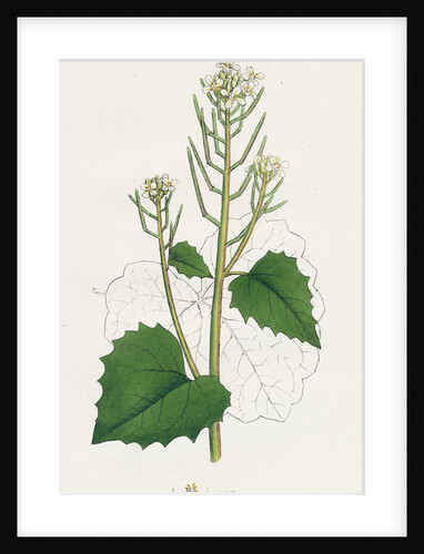 Sisymbrium Alliaria Garlic Hedge-Mustard by Anonymous