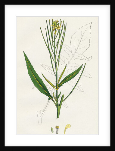 Sisymbrium Irio London Rocket by Anonymous