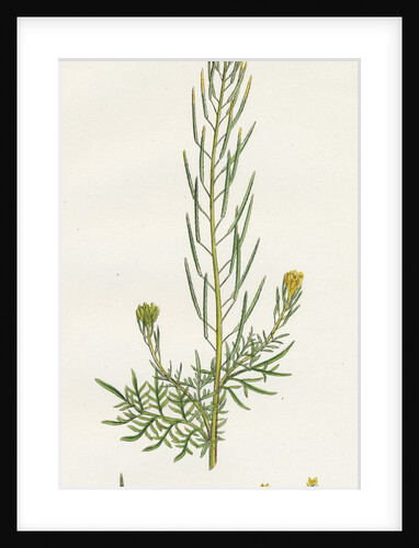 Sisymbrium Sophia Flix-Weed by Anonymous