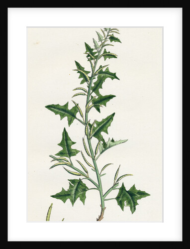 Sisymbrium Polyceratium Prostate Hedge-Mustard by Anonymous