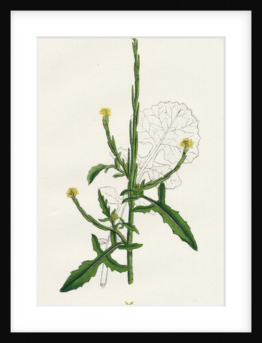 Sisymbrium Officinale Common Hedge-Mustard by Anonymous