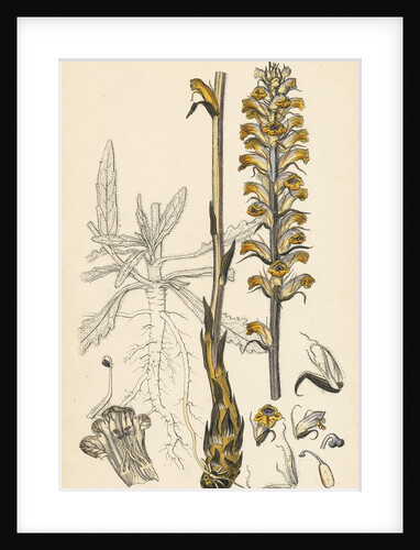 Orobanche Picridis Picris Broom-Rape- by Anonymous