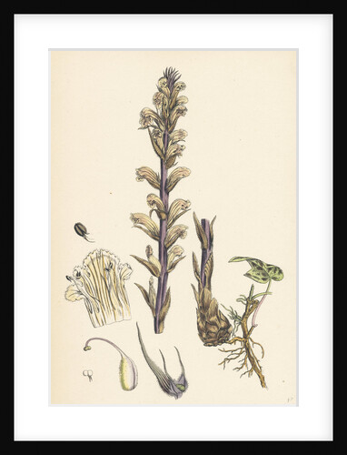 Orobanche Hederae Ivy Broom-Rape- by Anonymous