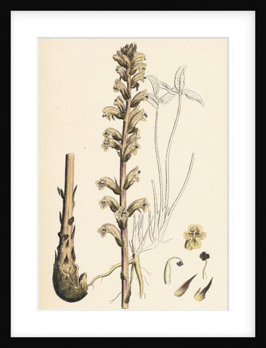 Orobanche Eu-Minor Lesser Broom-Rape by Anonymous